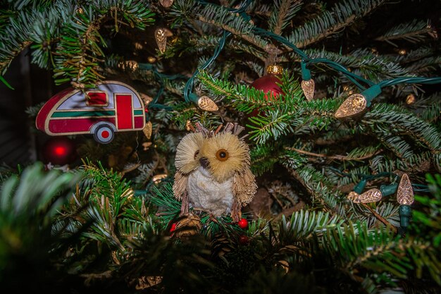 Photo portrait of cat by tree