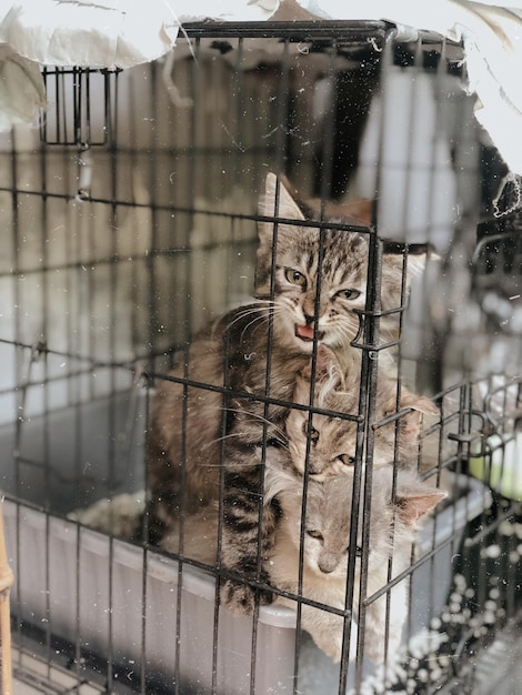 Foto ritratto di un gatto in gabbia visto attraverso una finestra di vetro