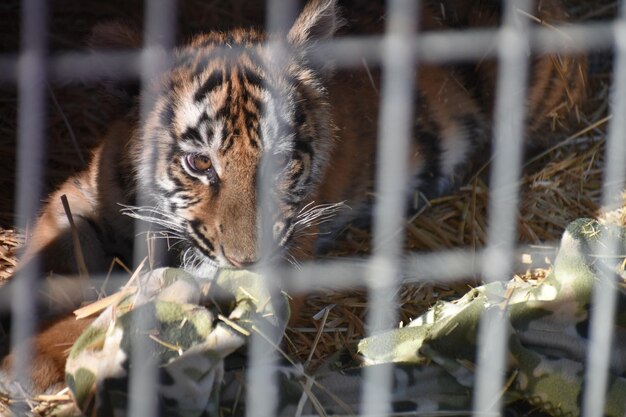 Foto ritratto di un gatto in gabbia allo zoo