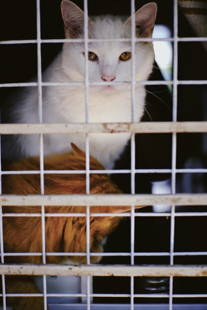 Photo portrait of cat in cage