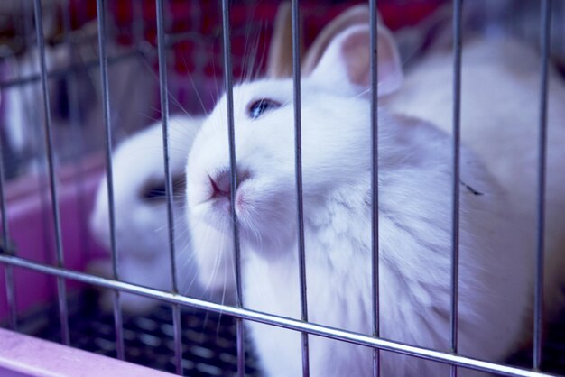 Photo portrait of cat in cage