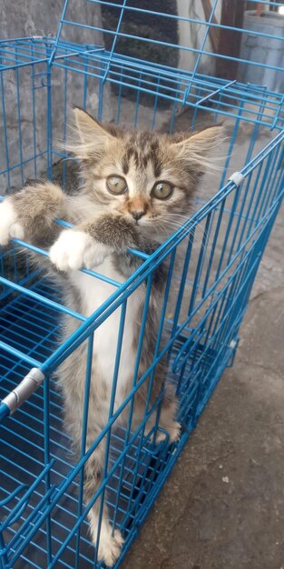 Portrait of cat in cage