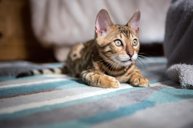 Photo portrait of cat on carpet