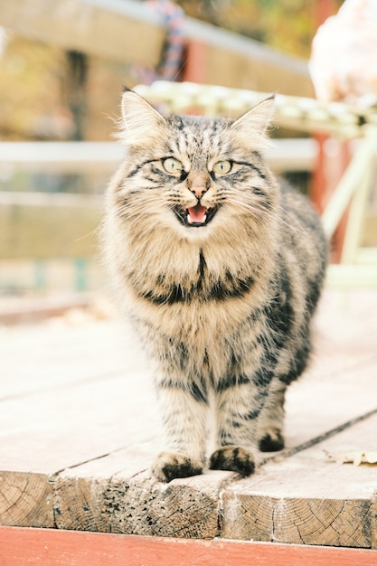Портрет кота. Кот готовится к нападению. Кошка гуляет на открытом воздухе