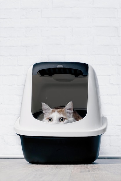 Photo portrait of cat in container against wall