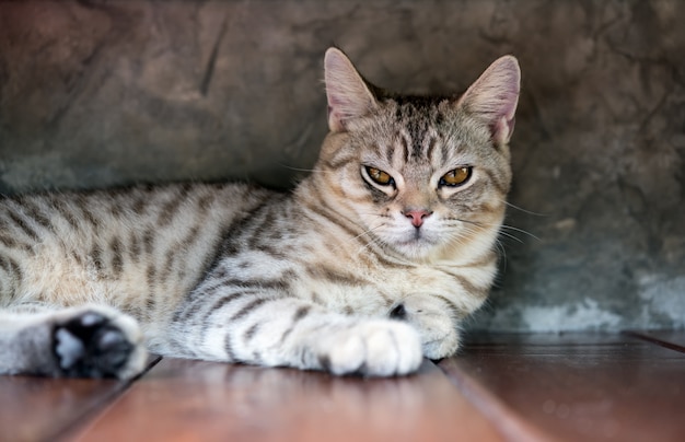 세로 고양이, 귀여운 통통한 고양이