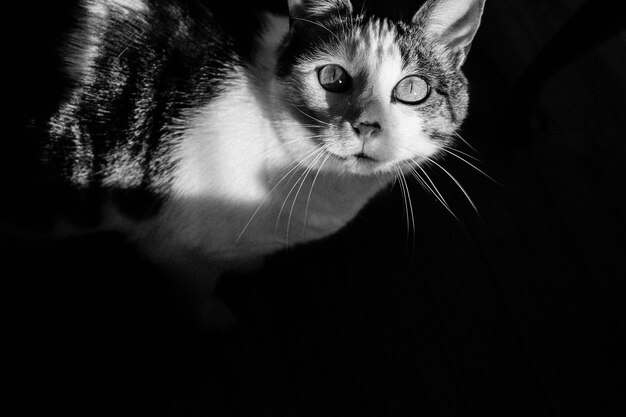 Photo portrait of cat in darkroom