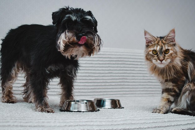 Foto ritratto di un gatto e un cane che mangiano insieme