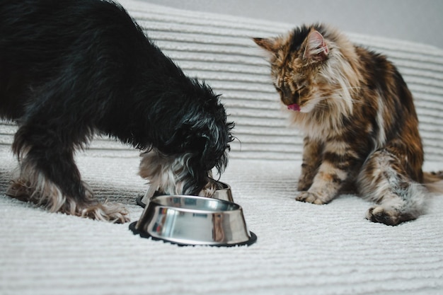 Foto ritratto di un gatto e un cane che mangiano insieme