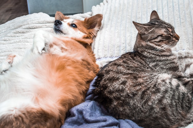 Portrait of a cat and dog lying in an embrace on a bed in an apartment close-up. Concept animals in the house