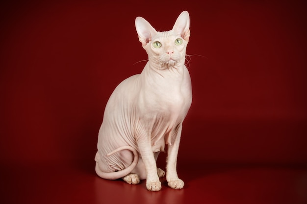 Portrait of the cat of the don sphinx cat on colored wall