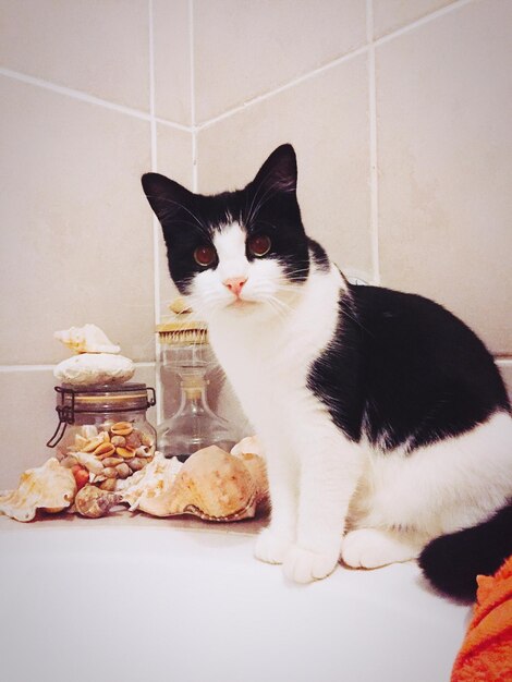 Photo portrait of cat eating food