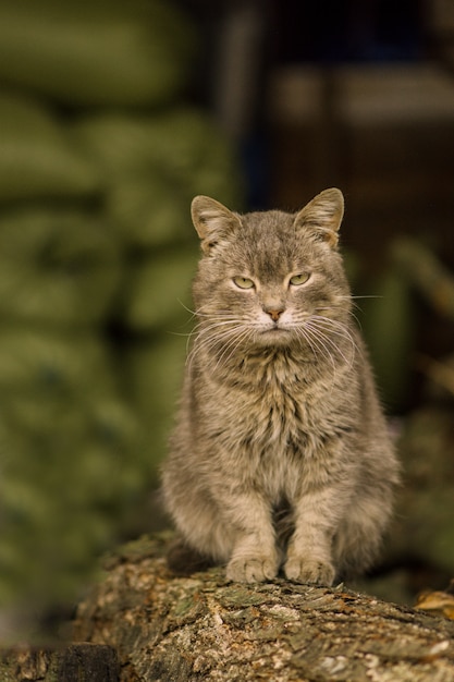 農場で猫の肖像画