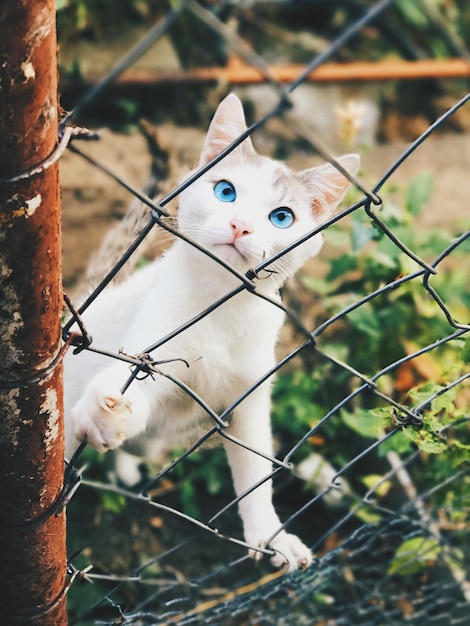 Photo portrait of a cat on fence