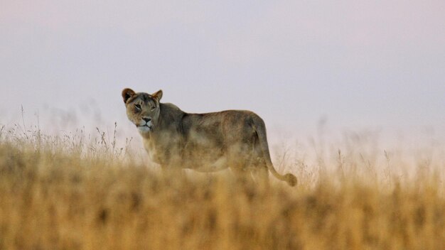 Portrait of cat on field against clear sky