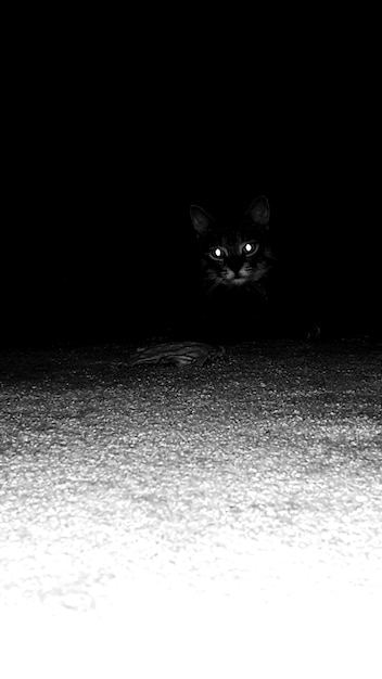 Photo portrait of cat on field at night