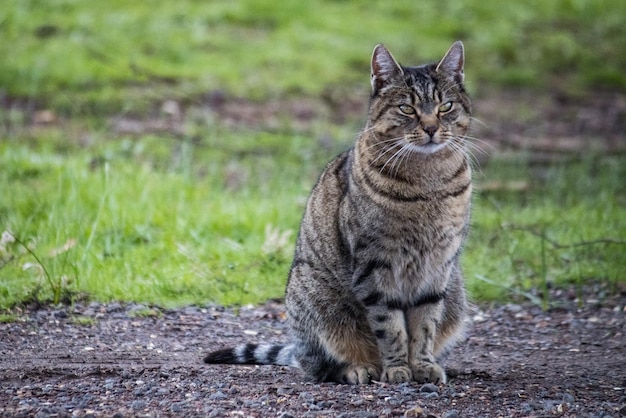 Photo portrait of a cat on field