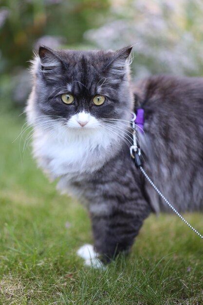 Foto ritratto di un gatto sul campo