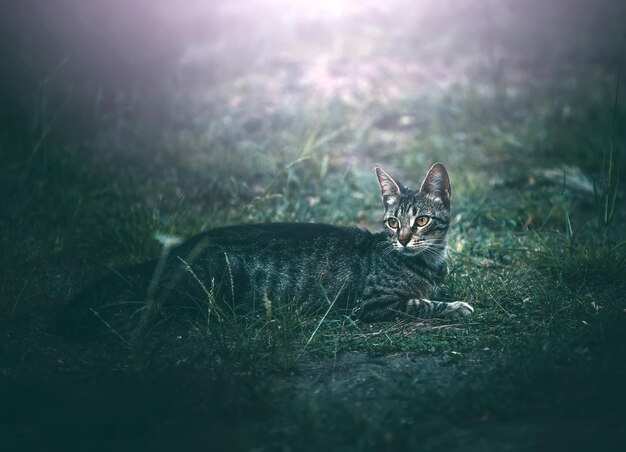 Portrait of cat on field