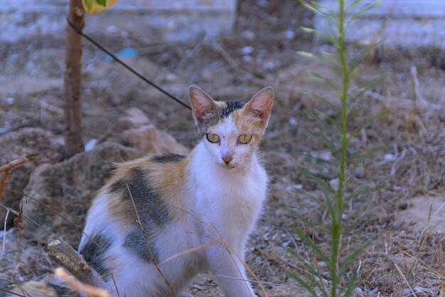 Photo portrait of a cat on field