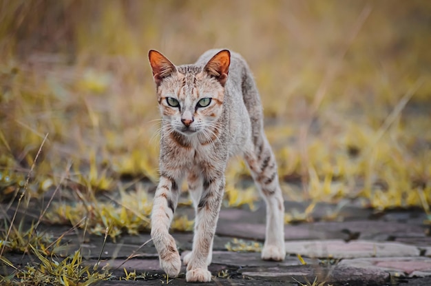 Photo portrait of a cat on field