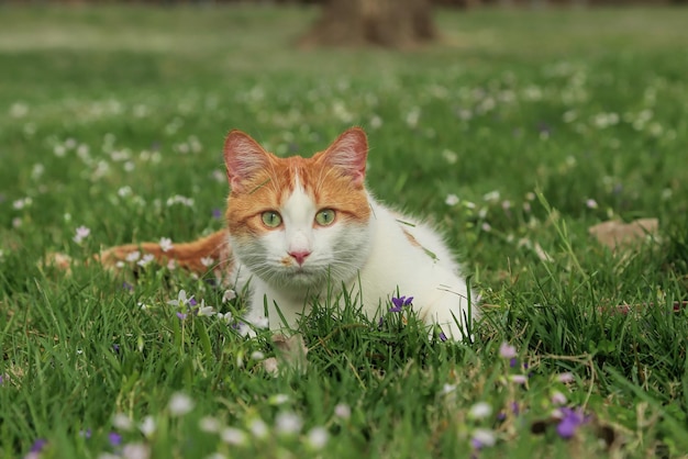 Portrait of cat on field