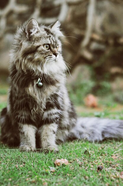 Photo portrait of a cat on field