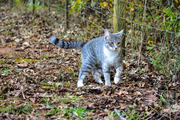 Foto ritratto di gatto sul campo