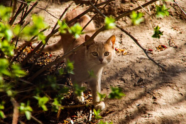 Foto ritratto di un gatto sul campo