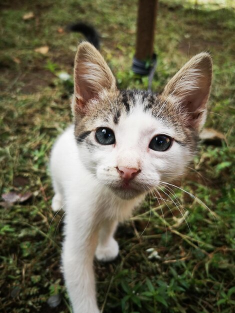 Foto ritratto di gatto sul campo