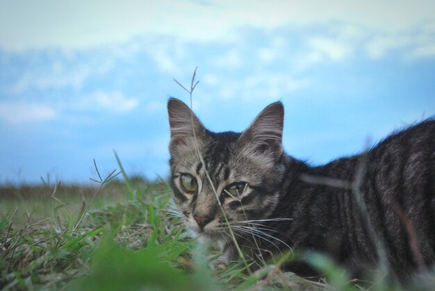 Portrait of a cat on field