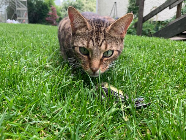 Portrait of a cat on field