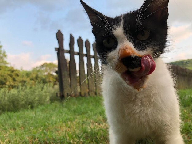 Portrait of cat on field