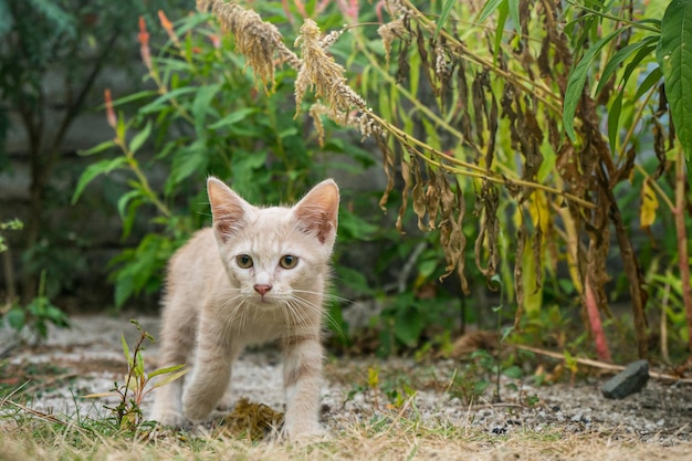 Portrait of cat on field