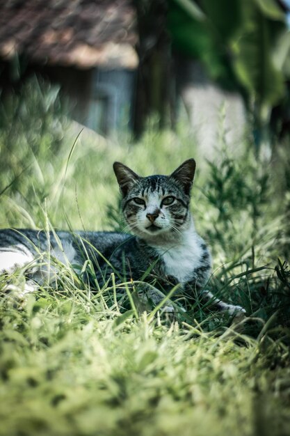 Portrait of a cat on field