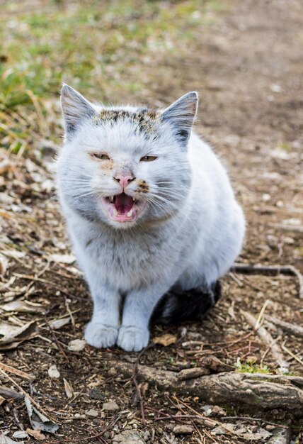 Portrait of cat on field