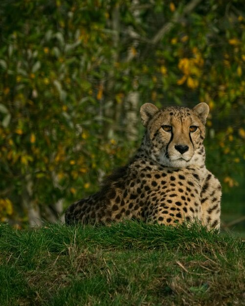 Portrait of a cat on field