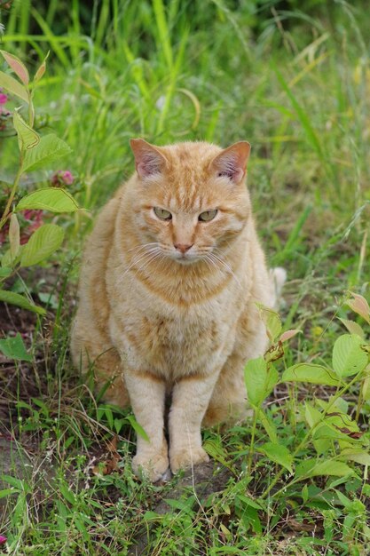 Portrait of a cat on field