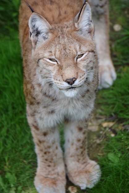 Foto ritratto di gatto sul campo