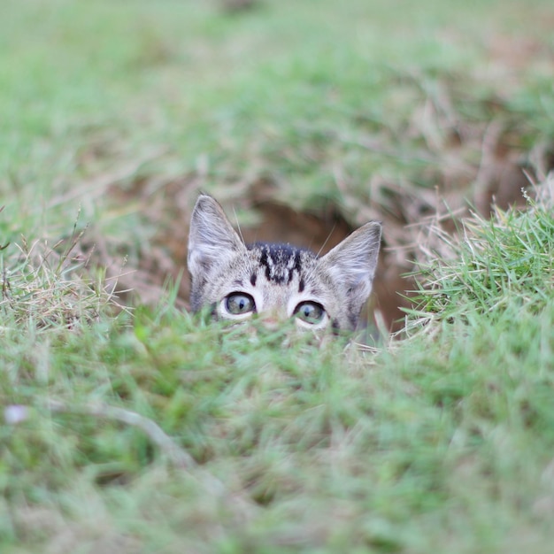 Portrait of a cat on field