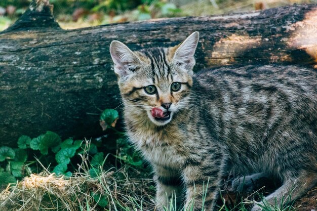 Photo portrait of a cat on field