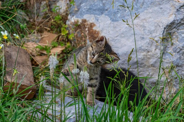 Foto ritratto di gatto sul campo