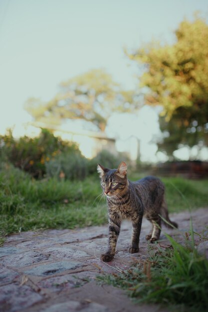 Photo portrait of cat on field