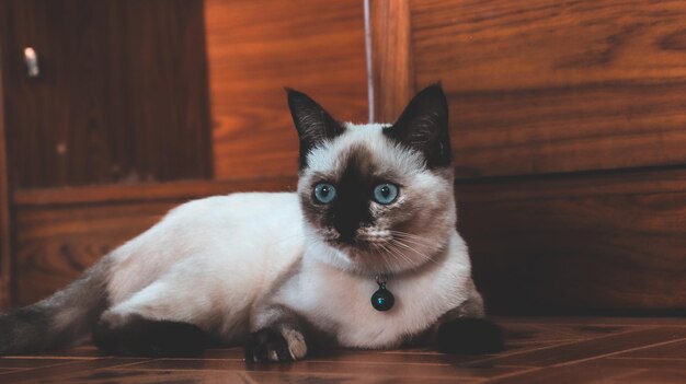 Foto ritratto di gatto sul pavimento