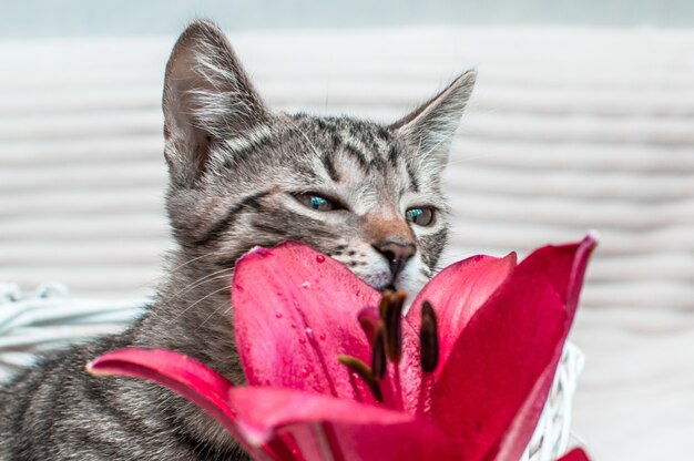 Ritratto di un gatto e un primo piano di un fiore su sfondo bianco