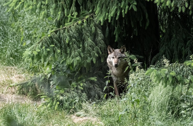 Foto ritratto di un gatto nella foresta