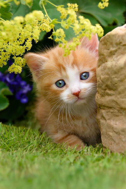 Photo portrait of cat on grass