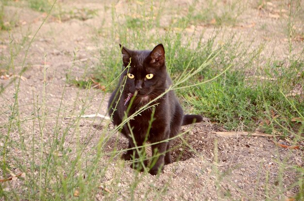 Foto ritratto di gatto sull'erba