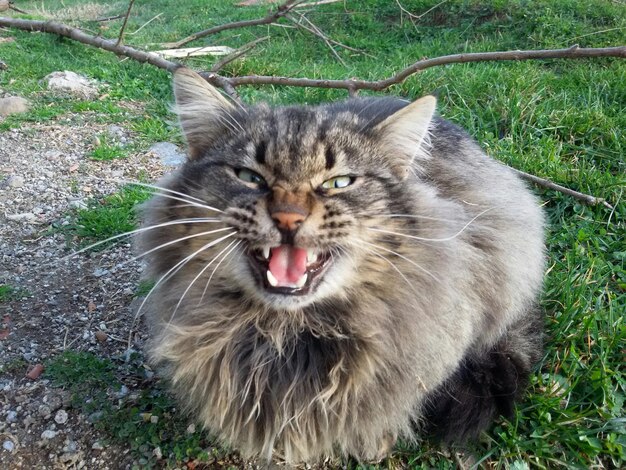 Portrait of cat on grass