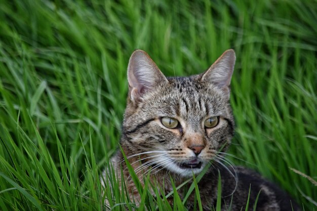 Portrait of cat on grass